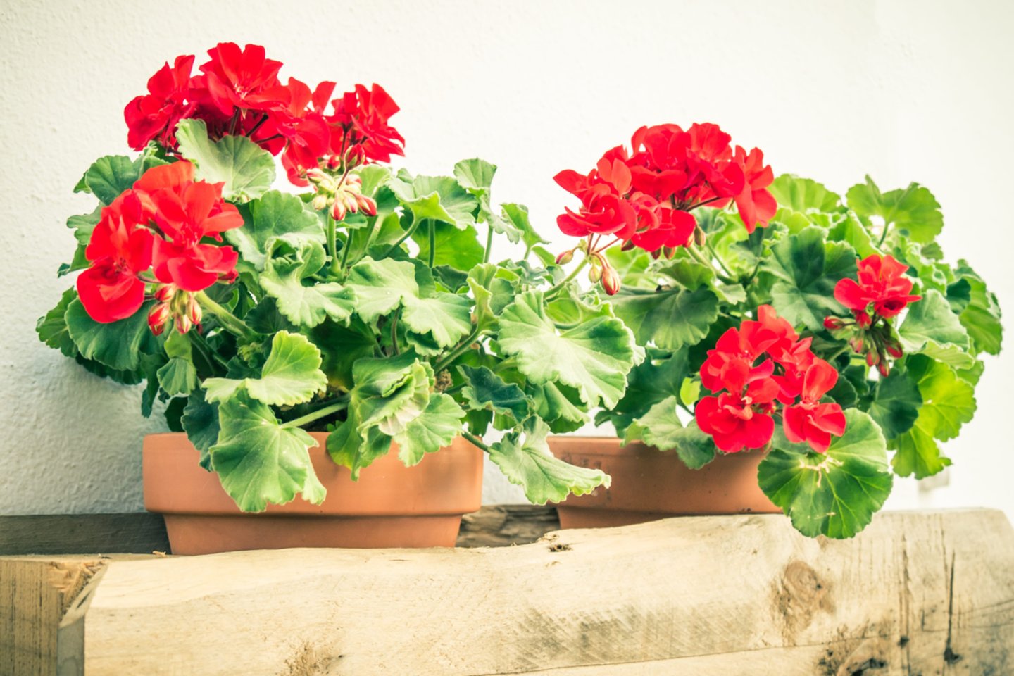 Yra būdas pelargonijas išlaikyti per žiemą namuose ir priversti jas žydėti.