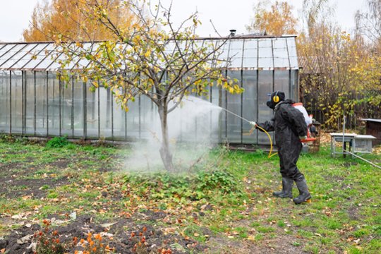 Vaismedžių apsauga nuo ligų rudenį: kuo purkšti ir kada geriausia tai daryti