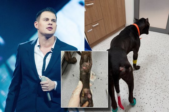 Soliariui parodžius žaizdomis nusėtą augintinį – dresūros stovyklos atsakas: „Įvyko tragedija“