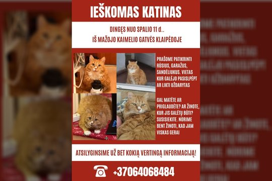 Dingus išskirtinio grožio katinui – klaipėdietės pagalbos šauksmas: žada atlygį