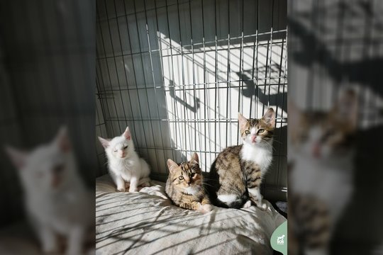 3 ligoti ir nusilpę mažyliai išmesti likimo valiai: ieško išskirtinio žmogaus ar šeimos