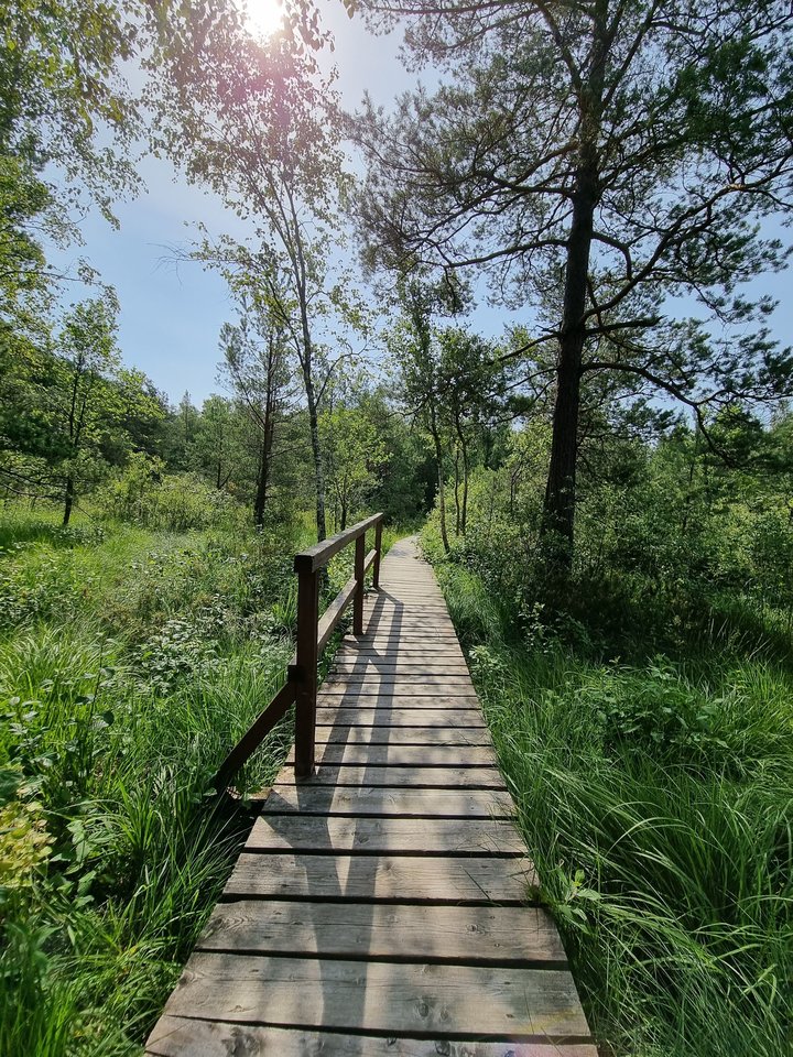 Aukštumalos pelkė.<br> Valstybinių miškų urėdijos nuotr.