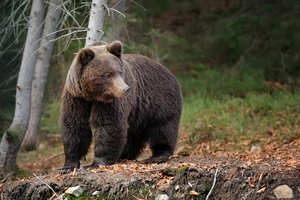 Latvijoje medžiotojas nušovė mešką: skirta dešimttūkstantinė bauda