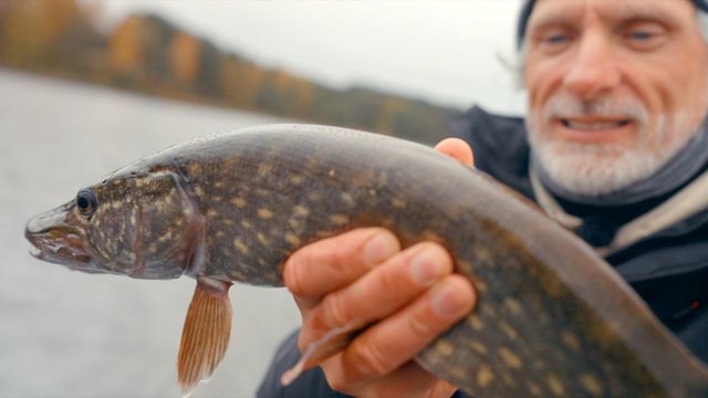 „Šiandien kimba“. Lydekų žūklė su neįprastu masalu!