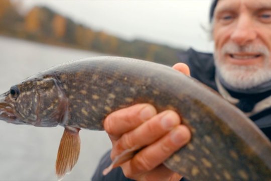 „Šiandien kimba“. Lydekų žūklė su neįprastu masalu!