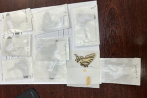 Vilniuje sustabdytos iš Meksikos ir Japonijos siųstos vabzdžių kolekcijos