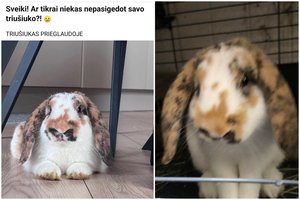 Niekam nereikalingas ilgaausis – tikras energijos užtaisas: smalsutis ieško namų