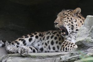 Nyderlandų zoologijos sode leopardas mirtinai sužalojo prižiūrėtoją