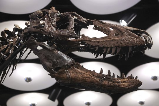Dinozauro skeletas aukcione parduotas už 47 000 000 dolerių