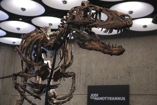 Dinozauro skeletas aukcione parduotas už 47 000 000 dolerių
