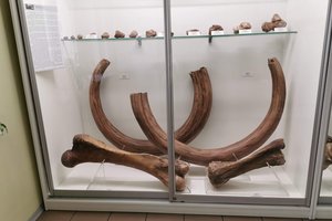 Už mamuto ilties kontrabandą Rusijos pilietis Lietuvoje nuteistas viešaisiais darbais