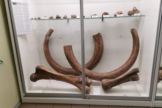 Už mamuto ilties kontrabandą Rusijos pilietis Lietuvoje nuteistas viešaisiais darbais