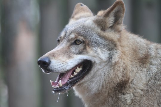 Kraupus incidentas Vokietijoje: zoologijos sode vilkas užpuolė mažametę, ją gelbėti teko darbuotojui